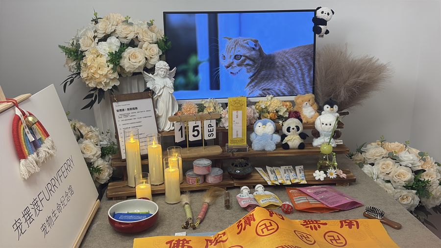 宠物离世后第一步做什么?周口上门接宠的标准化操作说明